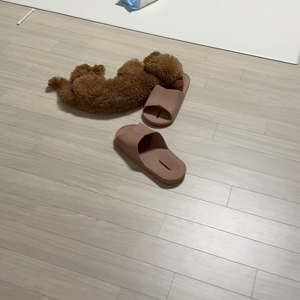 펫플루언서 이미지