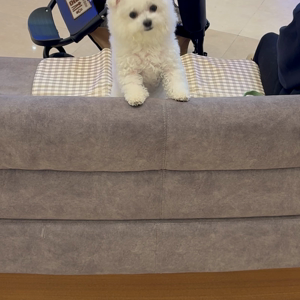 펫플루언서 이미지
