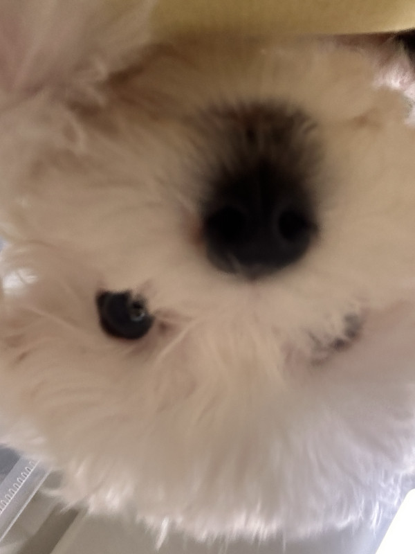 c102809b3290b9f1f6b4cad2c9c2e34c_1746286892_4067.jpeg