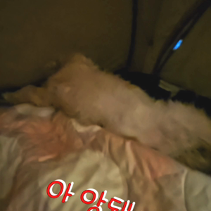 펫플루언서 이미지