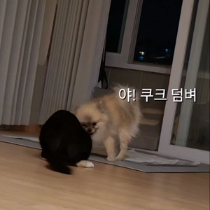 펫플루언서 이미지