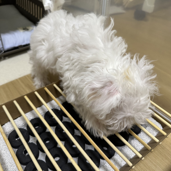 ceacb0715cf378d19d2fe8bebe5c8616_1747360300_7865.jpeg