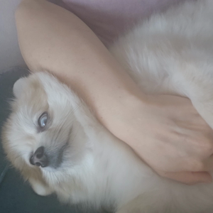 펫플루언서 이미지