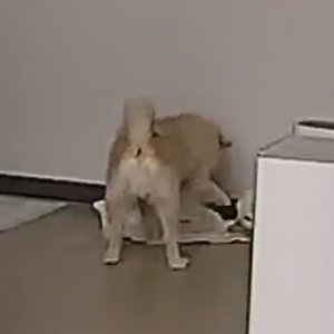 펫플루언서 이미지