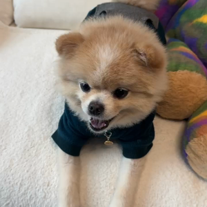 펫플루언서 이미지