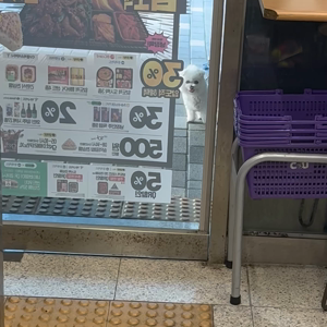 펫플루언서 이미지