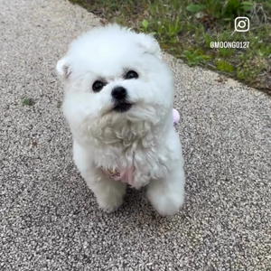 펫플루언서 이미지