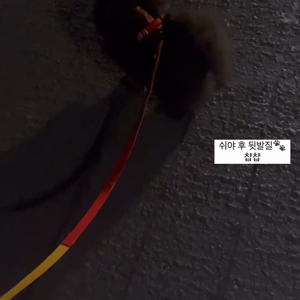펫플루언서 이미지
