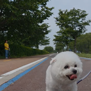 펫플루언서 이미지