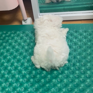 펫플루언서 이미지