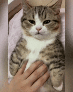 9b9b0431d5be4ff8384a3b5b0360a760fb0eef71.gif