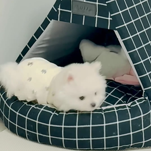 펫플루언서 이미지
