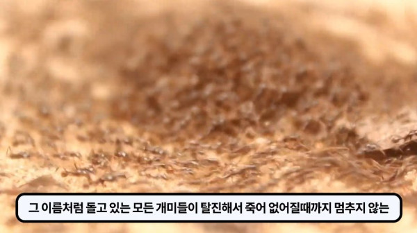 1000017748.jpg 개미떼가 빙글빙글 돌다 죽어나가는 현상