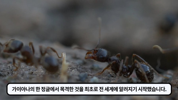 1000017752.jpg 개미떼가 빙글빙글 돌다 죽어나가는 현상