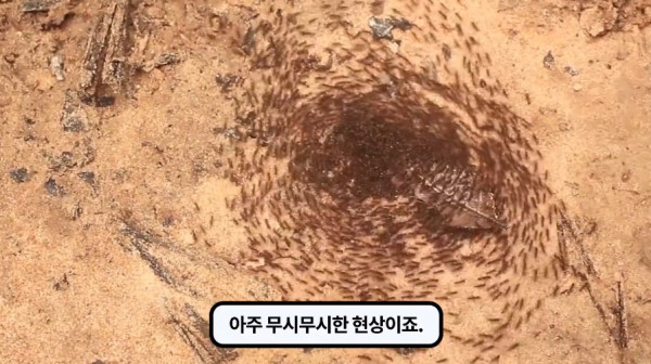 1000017749.jpg 개미떼가 빙글빙글 돌다 죽어나가는 현상