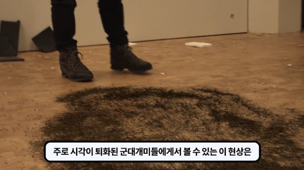 1000017746.jpg 개미떼가 빙글빙글 돌다 죽어나가는 현상