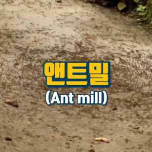 1000017745.jpg 개미떼가 빙글빙글 돌다 죽어나가는 현상