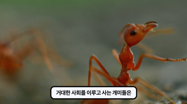 1000017758.jpg 개미떼가 빙글빙글 돌다 죽어나가는 현상