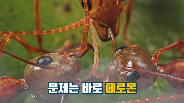 1000017756.jpg 개미떼가 빙글빙글 돌다 죽어나가는 현상