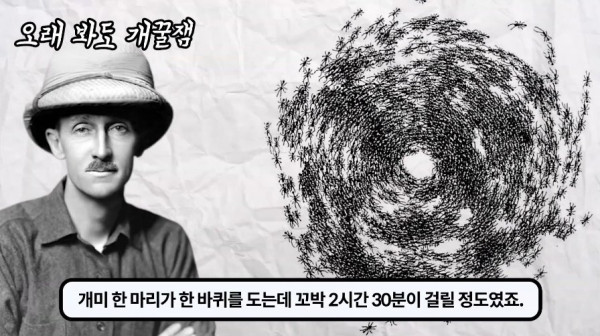 1000017754.jpg 개미떼가 빙글빙글 돌다 죽어나가는 현상