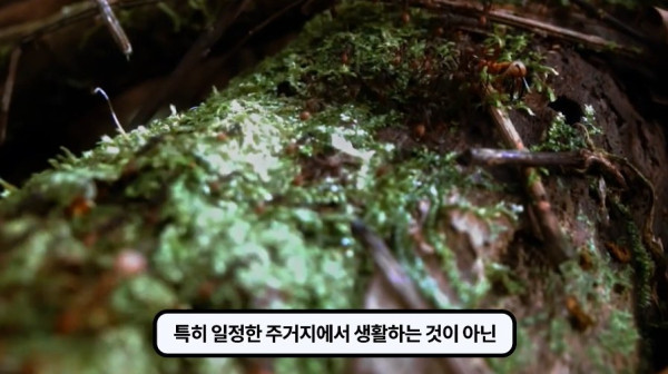 1000017765.jpg 개미떼가 빙글빙글 돌다 죽어나가는 현상