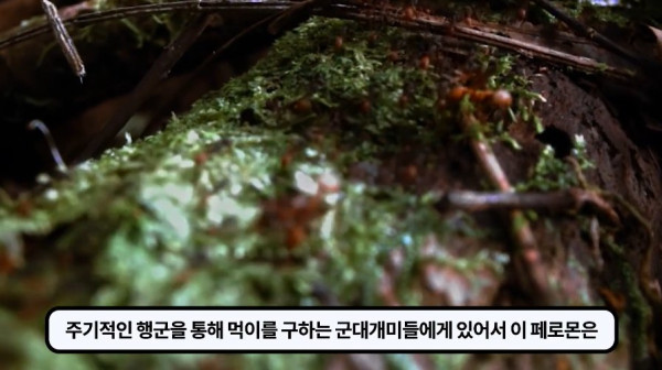 1000017766.jpg 개미떼가 빙글빙글 돌다 죽어나가는 현상