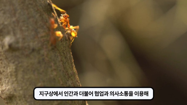 1000017757.jpg 개미떼가 빙글빙글 돌다 죽어나가는 현상