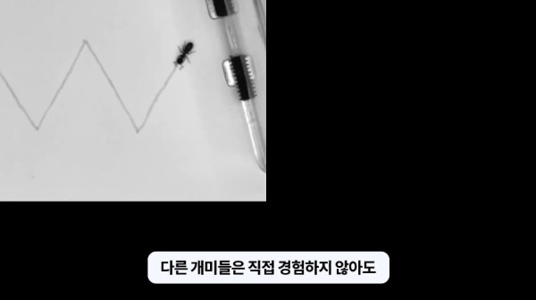 1000017763.jpg 개미떼가 빙글빙글 돌다 죽어나가는 현상