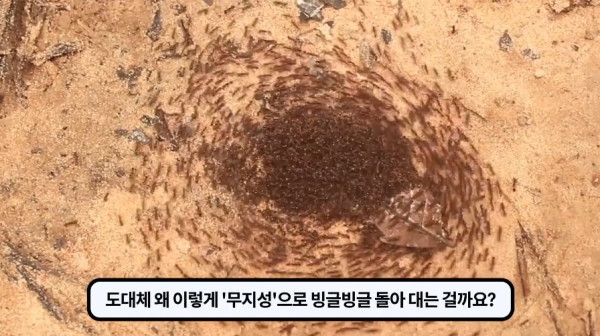 1000017755.jpg 개미떼가 빙글빙글 돌다 죽어나가는 현상