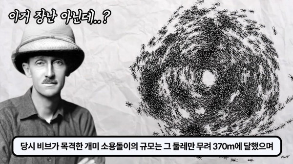 1000017753.jpg 개미떼가 빙글빙글 돌다 죽어나가는 현상