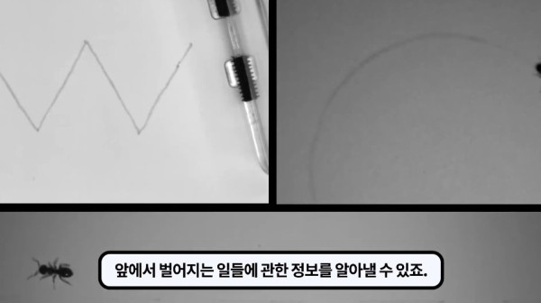 1000017764.jpg 개미떼가 빙글빙글 돌다 죽어나가는 현상