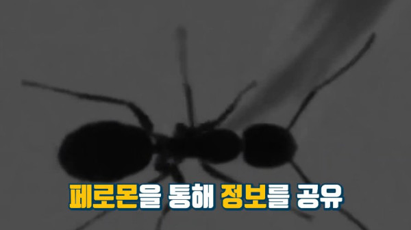 1000017759.jpg 개미떼가 빙글빙글 돌다 죽어나가는 현상
