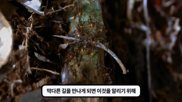 1000017770.jpg 개미떼가 빙글빙글 돌다 죽어나가는 현상