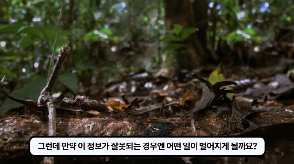 1000017768.jpg 개미떼가 빙글빙글 돌다 죽어나가는 현상