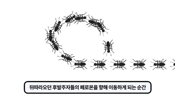 1000017776.jpg 개미떼가 빙글빙글 돌다 죽어나가는 현상