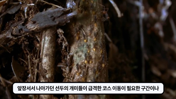1000017769.jpg 개미떼가 빙글빙글 돌다 죽어나가는 현상