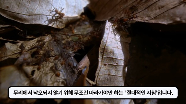 1000017767.jpg 개미떼가 빙글빙글 돌다 죽어나가는 현상