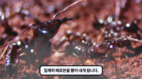 1000017771.jpg 개미떼가 빙글빙글 돌다 죽어나가는 현상