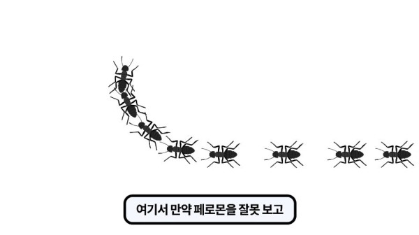 1000017775.jpg 개미떼가 빙글빙글 돌다 죽어나가는 현상
