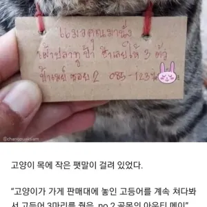 가출했다가 빚지고 돌아온 고양이