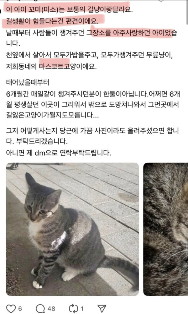 1000031520.jpg sns에서 난리났다는 길고양이 입양사건.jpg
