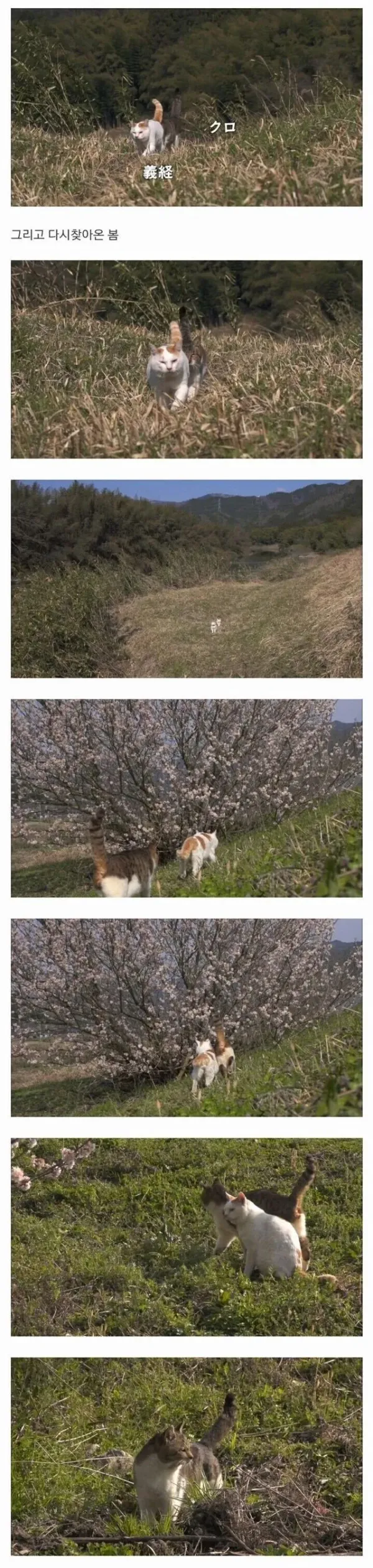 할아버지와 고양이