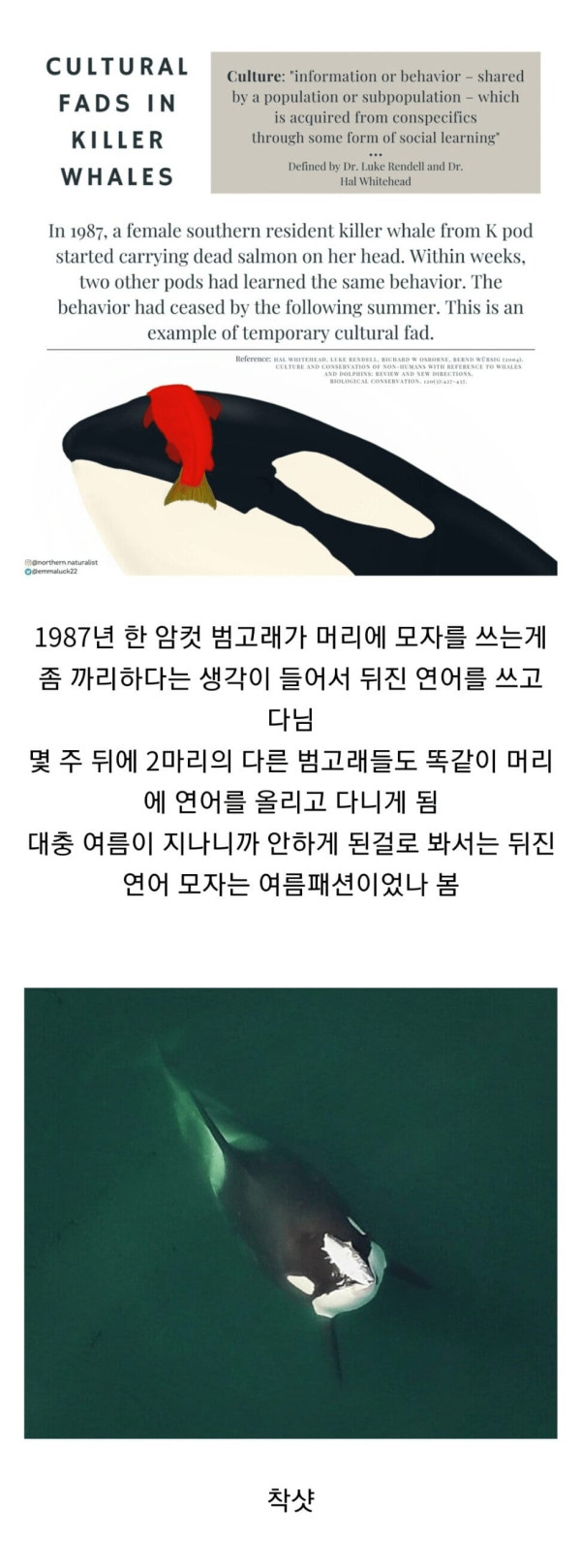 5 범고래의 패션.jpg