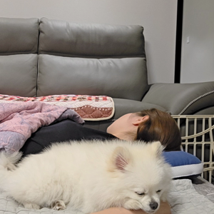 펫플루언서 이미지