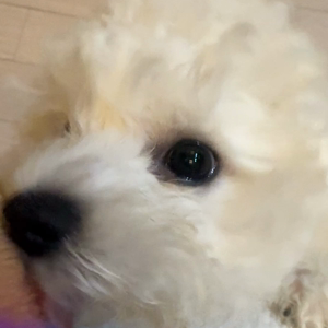 펫플루언서 이미지