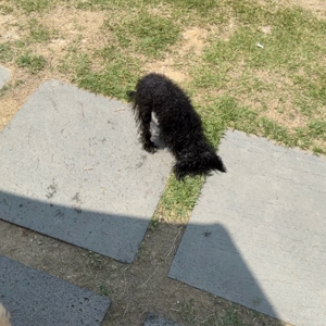 펫플루언서 이미지