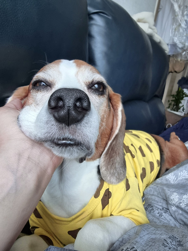 362cf08225795b0fbabc8c8b08084745_1749549358_5412.jpeg