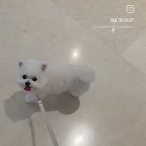 펫플루언서 이미지