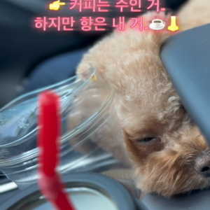 펫플루언서 이미지
