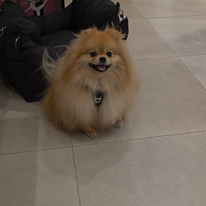펫플루언서 이미지